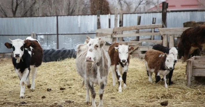 Қазақстанда малдарды мәжбүрлі жою шаралары жүргізілмейді