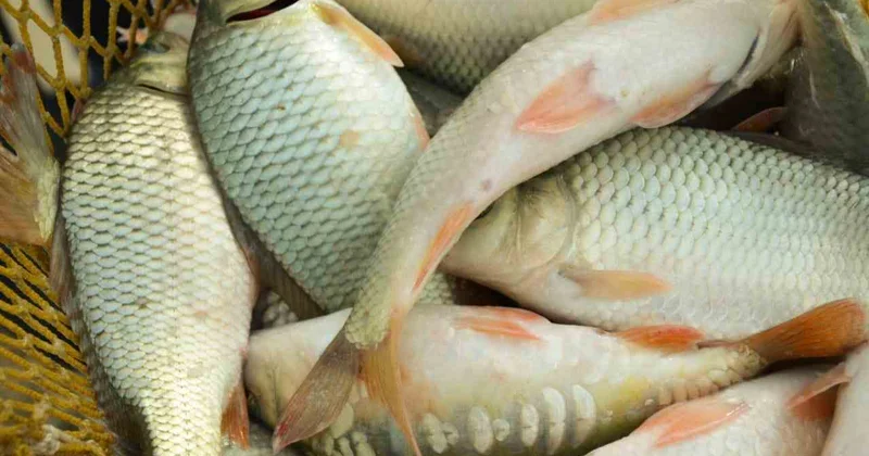 Қазақстанда балық өнімдерін өндіру көлемі артты