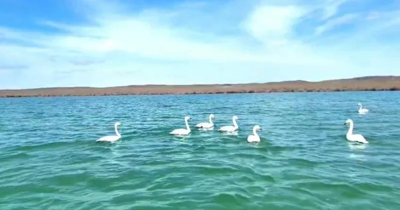 Қызылорда облысындағы су айдынына аққулар оралды