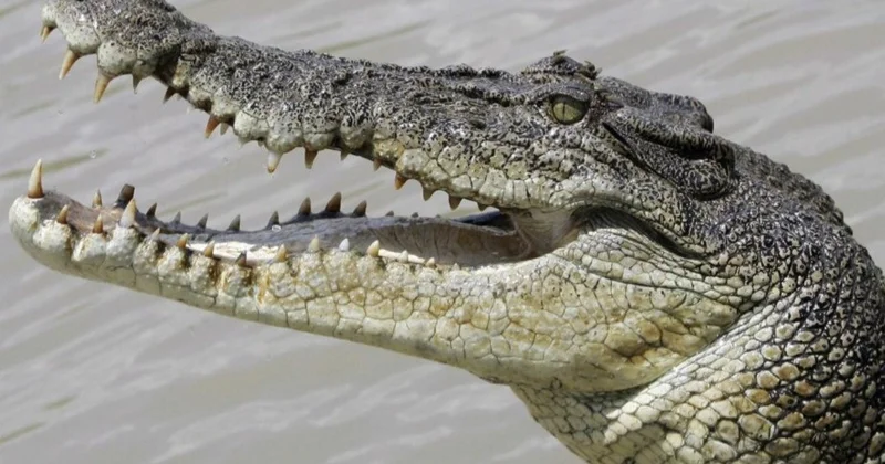 Қолтырауын көбейген: Аустралия полициясы су тасқынынан кейін тұрғындарға ескерту жасады