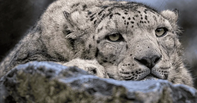 Леопард забрался на чердак дома в России и попал на видео