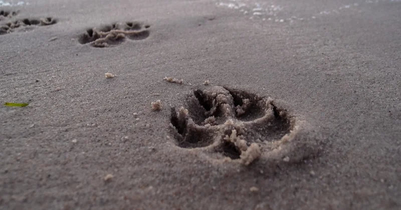 Тела собак выбросили на свалку в Майкаине: чиновники ищут виновных