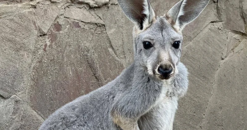 Жителям Алматы предлагают выбрать имена для новорождённых кенгурят