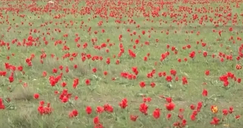 Казахстанцам грозят штрафы за сорванные краснокнижные тюльпаны