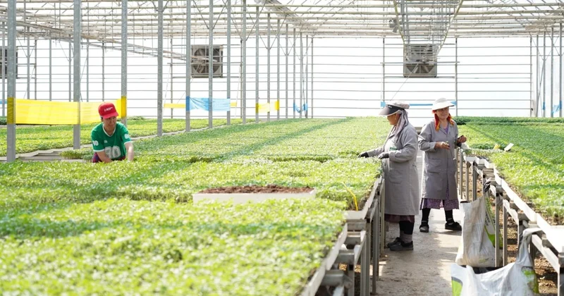 Түркістан облысында жылыжайларды экологиялық тиімді жылыту жолдары енгізіліп жатыр