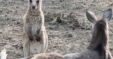 Выбери имя: в Алматинском зоопарке родились три кенгуренка
