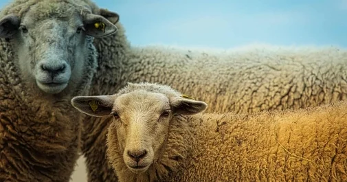 Проиграл овец на ставках: пастуха осудили в ЗКО