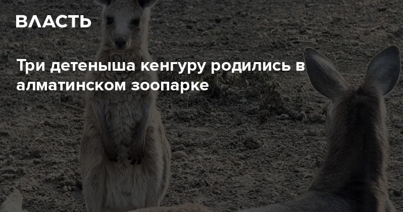Три детеныша кенгуру родились в алматинском зоопарке Аналитический интернет журнал Власть