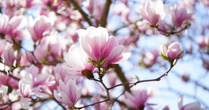 Магнолии зацвели в Ботаническом саду Алматы (ВИДЕО)
