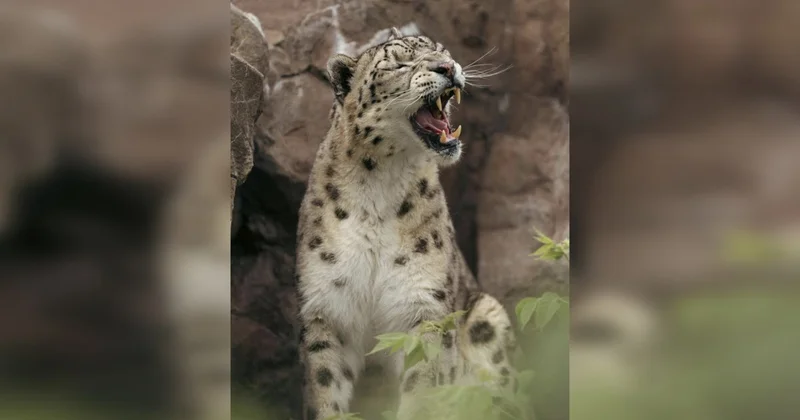 Век дикой славы