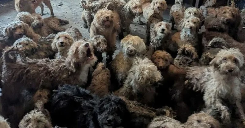 В Великобритании спасли 250 пуделей из шокирующих условий