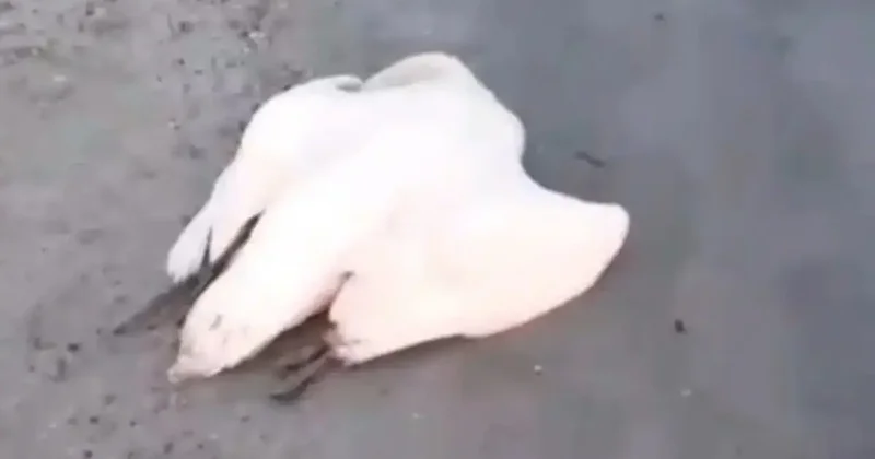 Мёртвых лебедей обнаружили на побережье Каспия в Мангистауской области