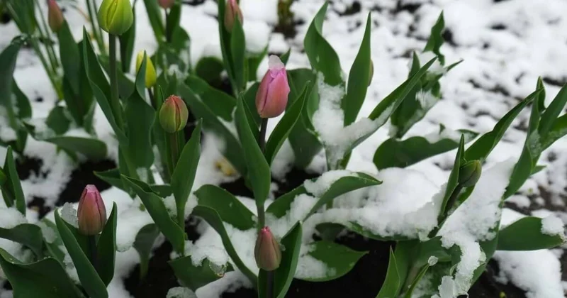 Капризы погоды: дождь со снегом обрушится на Астану