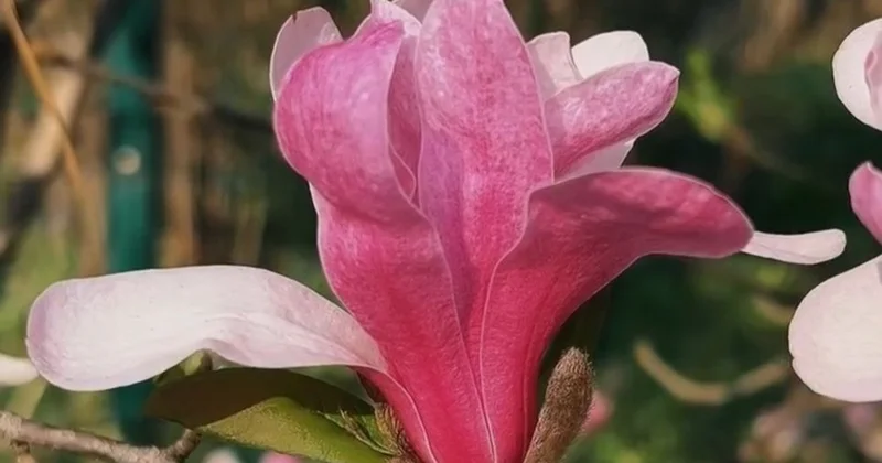 Алматыда магнолия ағаштарының гүлдеу маусымы басталды