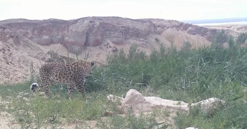 Үстірт қорығында өте сирек кездесетін барыс фототұзаққа түсіп қалды