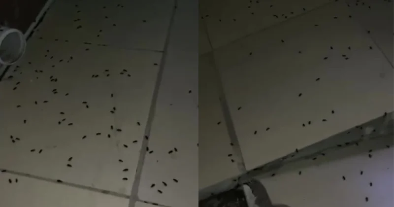 Олар тіпті тордан да өтіп кетеді : нөсерден кейін ақтөбеліктер күтпеген мәселеге тап болды