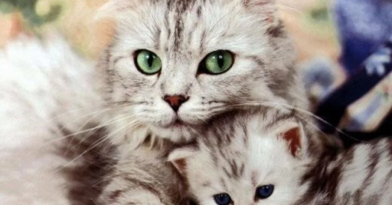 Екібастұзда тірі мысықты постаматқа қамап кеткендер халықтың ашуын туғызды