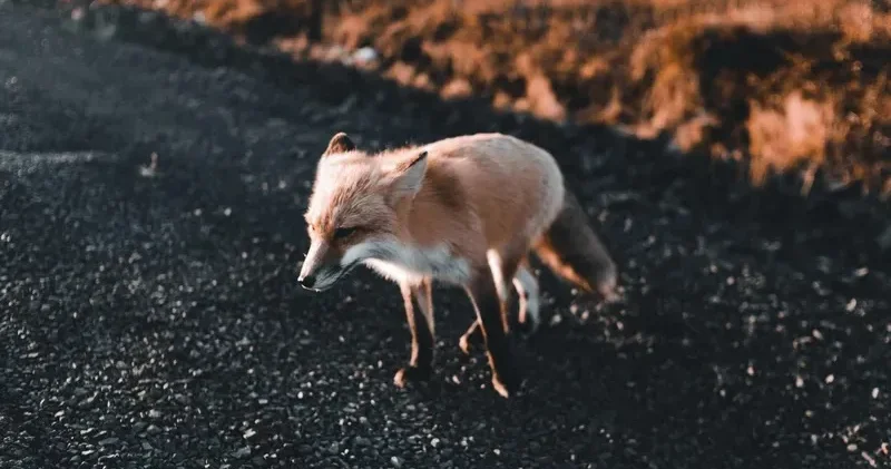 Еліміздің солтүстік өңірінде түлкілердің адамдарға шабуылдау фактісі тіркелді
