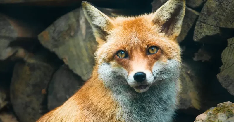 Не пошла на контакт: жительница Костанайской области обратилась в больницу после общения с дикой лисой