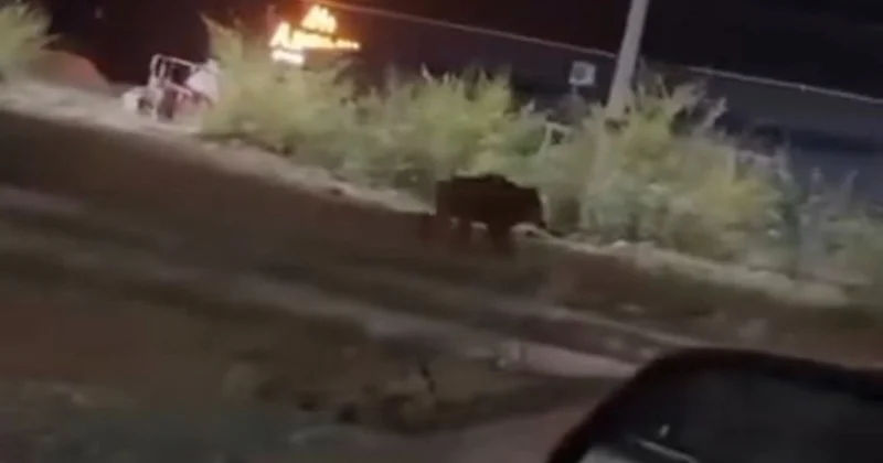 Қостанай облысындағы елді мекен шетінде жабайы қабан жүр