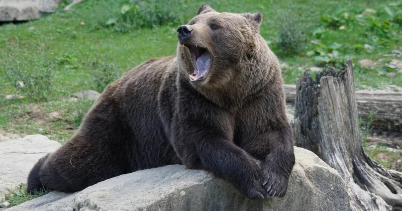 Медведи растерзали 13 жителей Японии: солдаты в броне патрулируют улицы