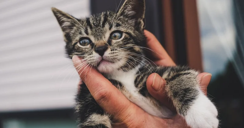 Кот оказался заперт в постамате Экибастуза: банк прояснил ситуацию