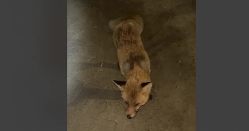 Дикое животное напало на работницу завода в Костанайской области