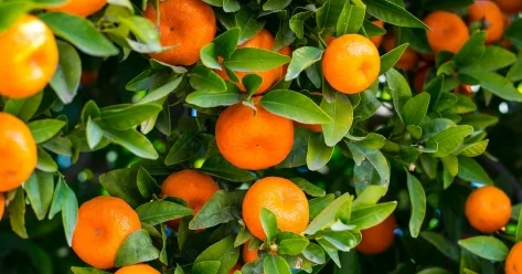 Какие полезные свойства скрываются в мандаринах