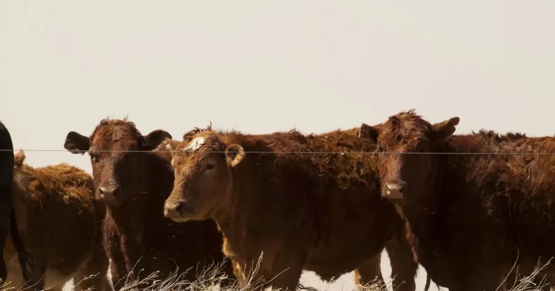 Причину массового падежа скота в Акмолинской области назвали в Комитете ветконтроля