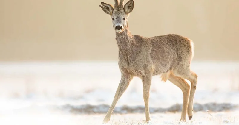 Тушу косули обнаружили в багажнике авто жителя ВКО