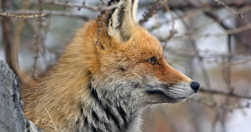 Лисы держат в страхе жителей Акмолинской и Костанайской областей
