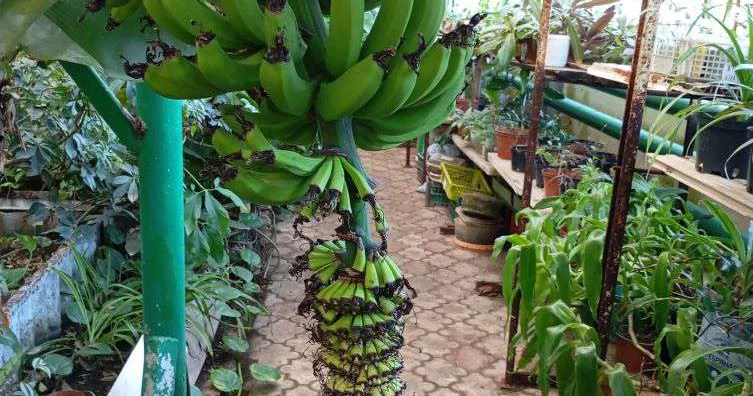 На севере поспели... бананы