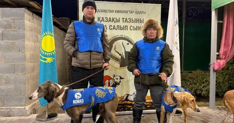 Тазы иттер аңшылығы: NOMAD бұл жолы да үздік