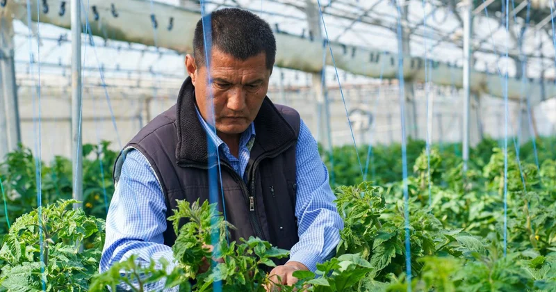 Елдегі жылыжайлардың 76% Түркістан облысында орналасқан