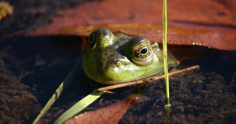 Червей нашли в легких любительницы полакомиться сырыми лягушками