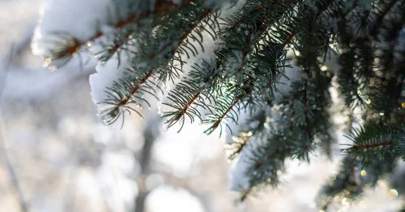 Дождь со снегом и туман ожидаются в Шымкенте