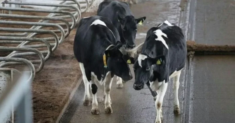 Ақмолада ашылған ақылды ферма