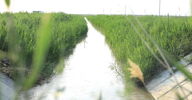 Оңтүстік аймақтарда алдағы вегетация кезеңінде су тапшы болады Үкімет дабыл қақты