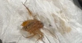 Оралдағы кафеде тарақан жүр: жеке кәсіпкерге әкімшілік іс қозғалды