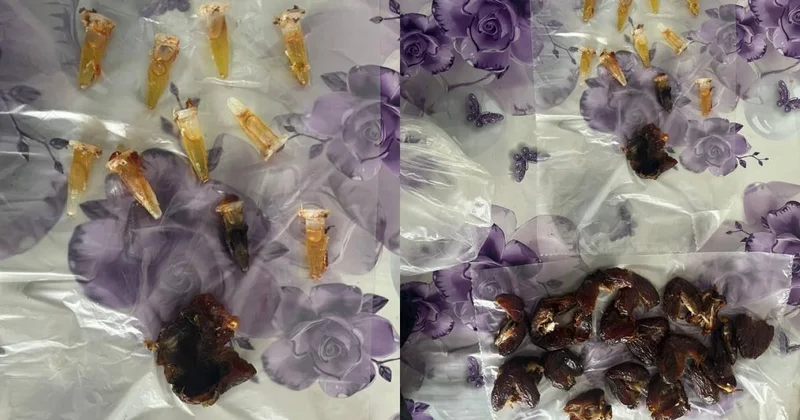 Масло гашиша в финиках пытались пронести в колонию в Павлодарской области