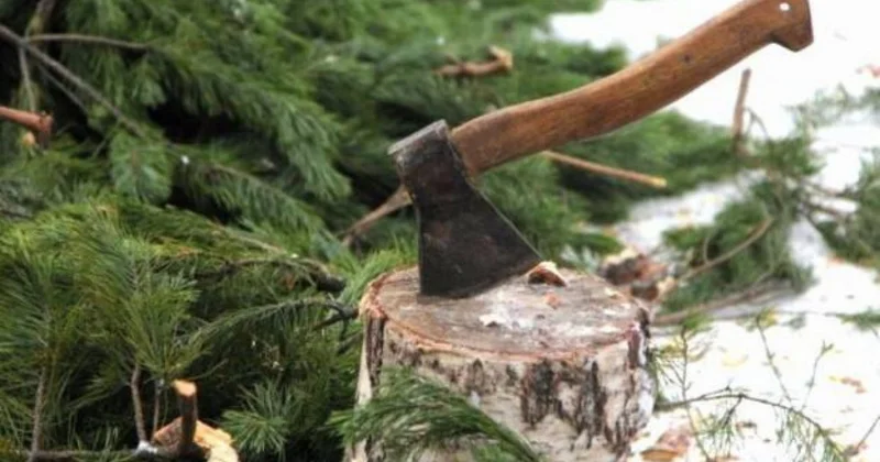 Қазақстанда заңсыз шырша кескендерге қандай жаза қарастырылған?