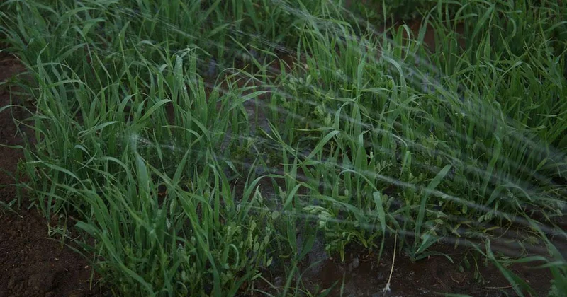 Дефицит воды до 1 млрд кубов прогнозируется на юге РК: структуру посевов пересмотрят