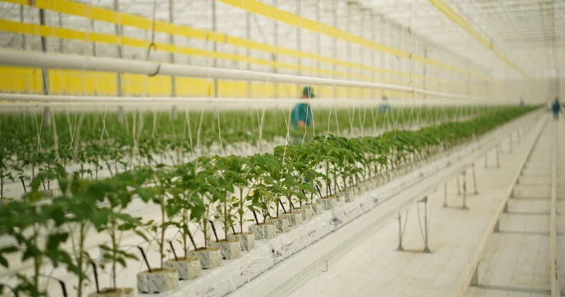 Ecoculture Eurasia жылыжай кешені жылына 27 000 тонна өнім алуды жоспарлап отыр