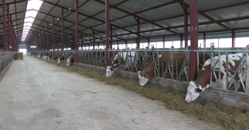 БҚО да ірі қара саны бір миллионға жетті