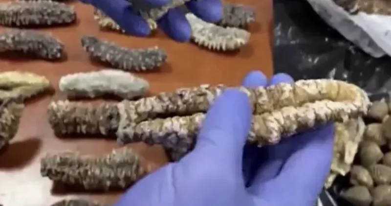 В ресторане гостям подавали уличных голубей вместо уток