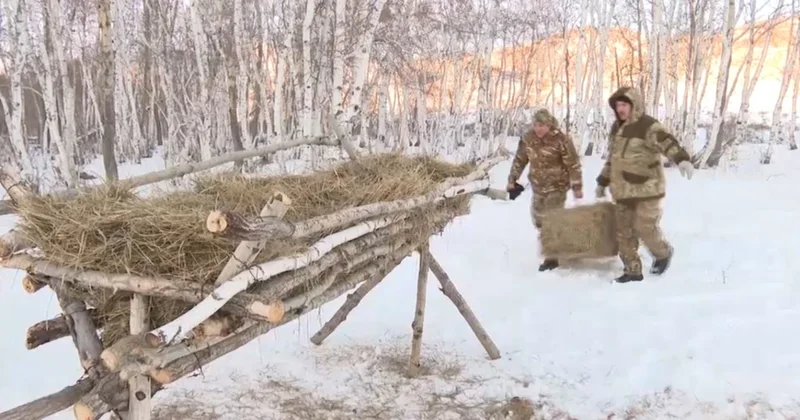 Ұлытауда жабайы жануарларға азық дайындалды