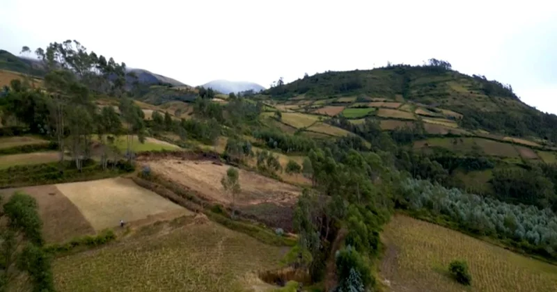 Әлемде ет пен сүт өнімдерінің бағасы арзандады