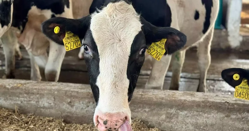 Ақмола облысында бақташы қожалықтың 526 малын сатып жіберген