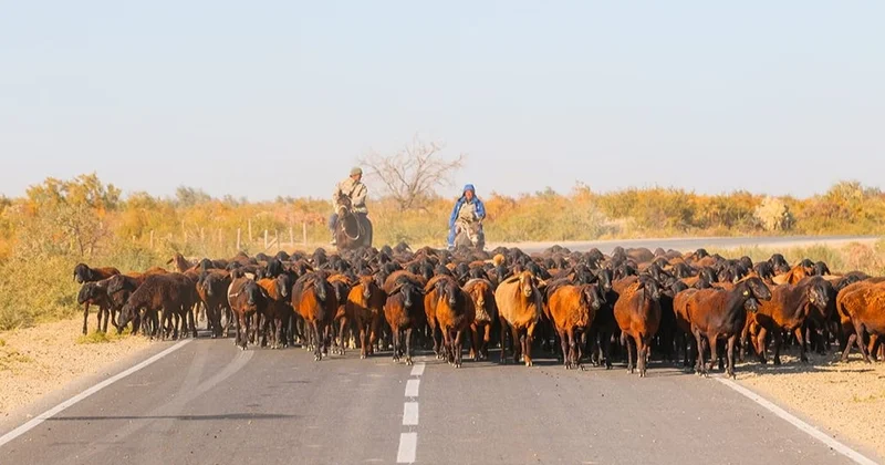 Түркістан облысында төрт түлікке чип салынады