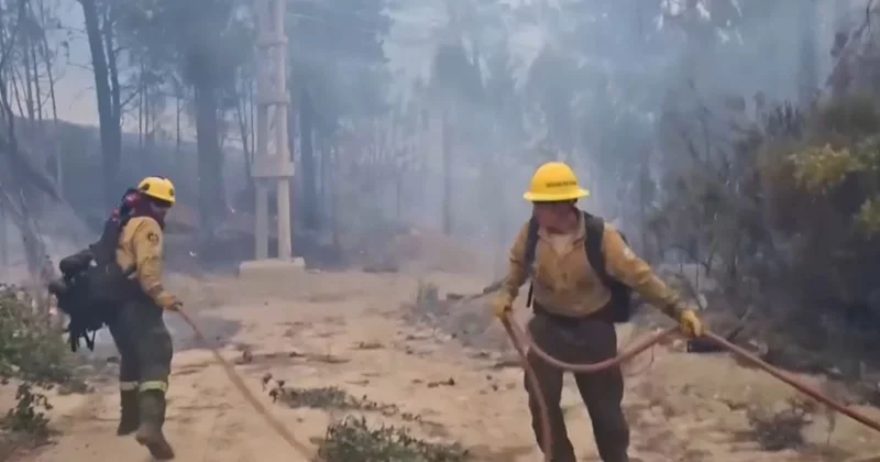 Аргентинада төрт мың гектар орман өртенді